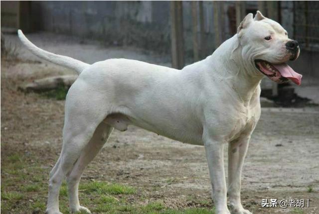 猎犬野狼实战:体型最小的郊狼，有哪些猛犬可以打得过？为什么？
