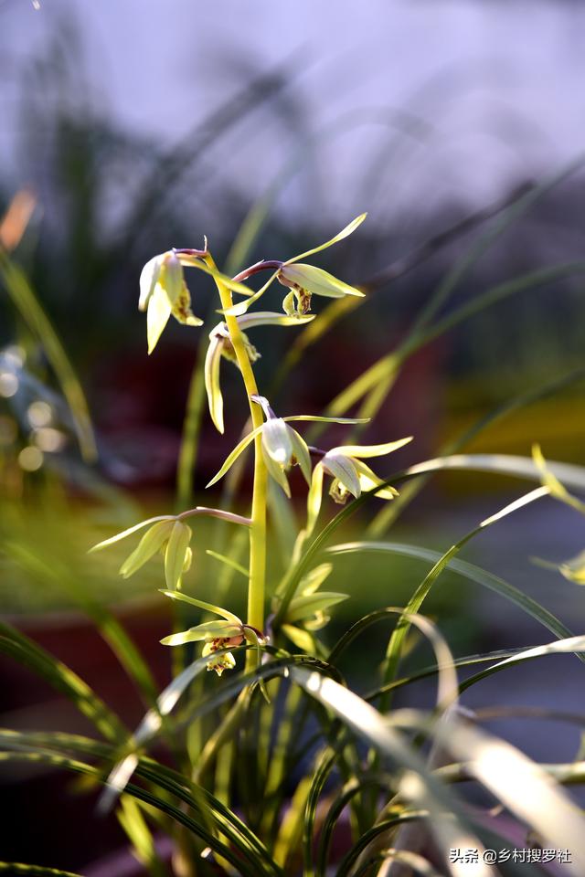 多花指甲兰与狐尾兰的花期:多花指甲兰 兰花什么季节开花？什么季节施肥？