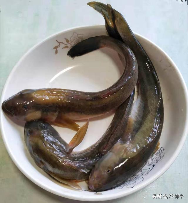 红尾鲶吃塑料:在街边买的鱼，吃起来有一股煤油的味道，这是为什么？还能吃吗？