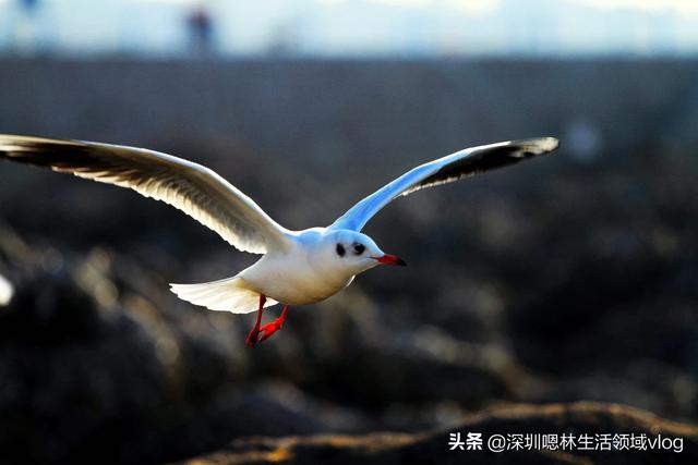 青青鸟社区在线播放:为什么很多女人喜欢在头条上晒自己单身呢？
