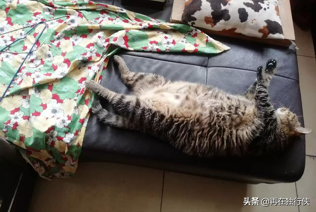 猫零食vitakraft老龄猫:布偶猫幼猫零食推荐 猫咪可以吃的零食有哪些？