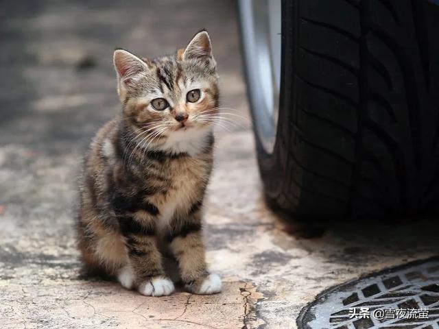 异国短毛猫 广西论坛:猫咪之中，哪些猫寿命最短？