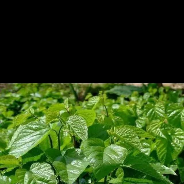 青桑叶晾干后泡水会有什么功效?-育儿网