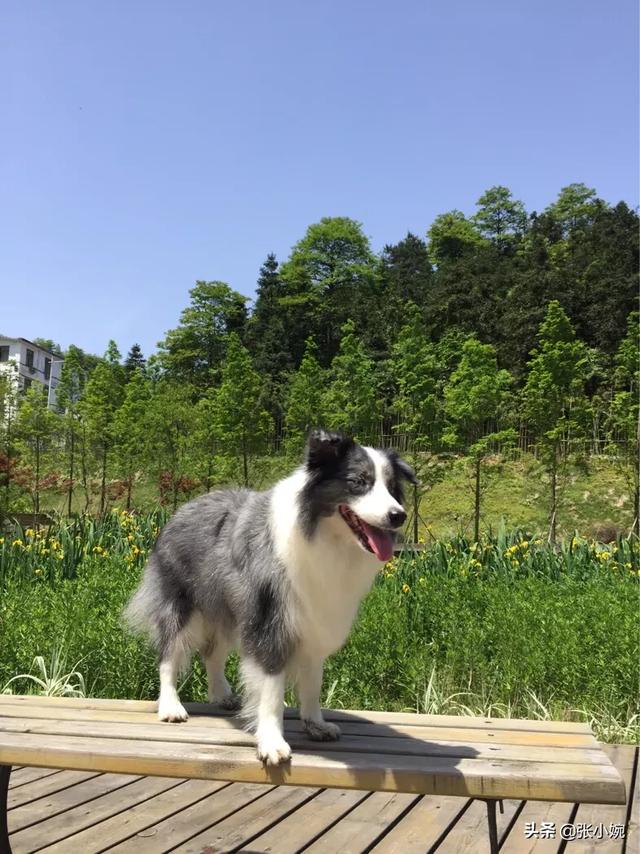 对于初学者来说边境牧羊犬好养么:边境牧羊犬有哪些我们不知道的优点？ 边境牧羊犬的饲养方法你了解多少