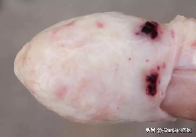 动物疫情测报终端:小猪发热死了去找人解剖说是猪瘟还有心肌炎怎么办？
