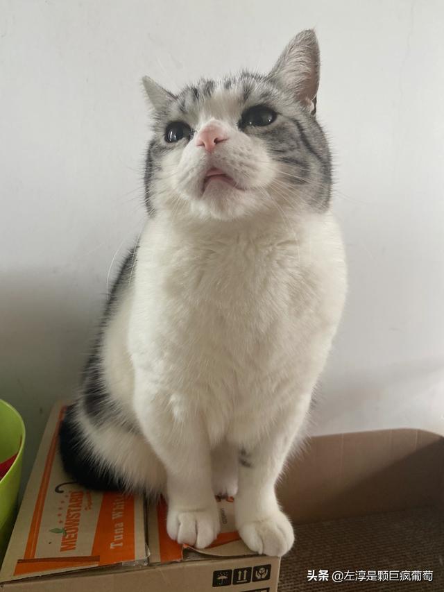 养猫要注意什么？什么猫好养？