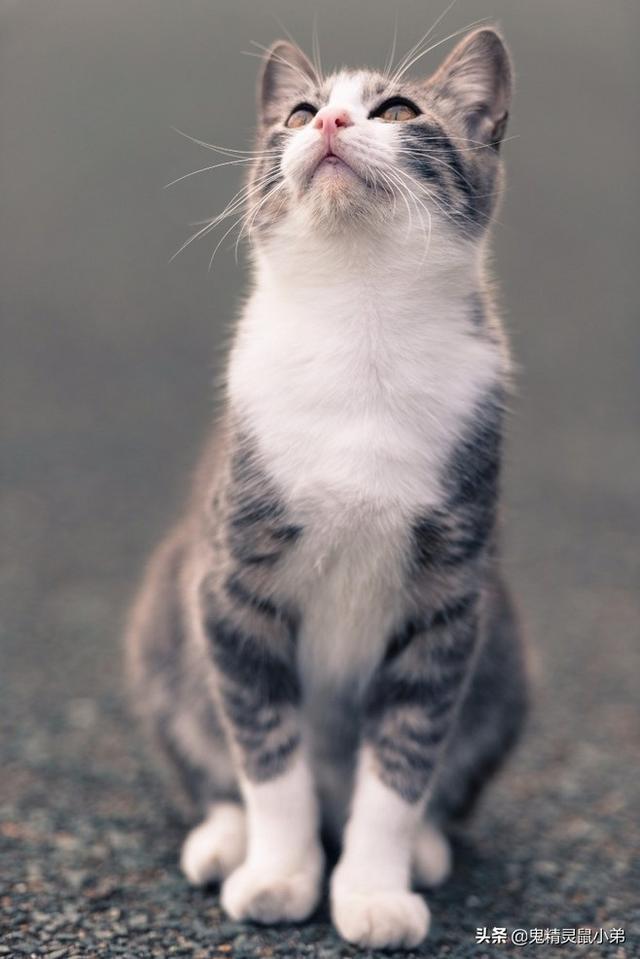 自制清淡猫饭:自制猫饭配方 猫咪得了口腔溃疡后要注意些什么？