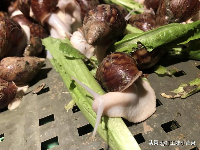 白玉蜗牛该如何养殖，白玉蜗牛养殖场内怎样除虫？