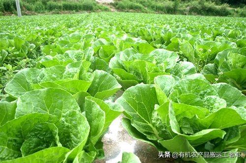 江西黑豚鼠价格:江西农田没人种，把它承包种什么能赚钱？
