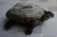 西部锦龟多久换壳:人们说千年的王八，万年的龟！乌龟真能活一万年吗？