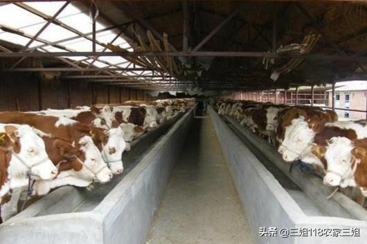 牛出血性败血病:1300斤重的育肥西门达尔牛有口蹄病怎样治？