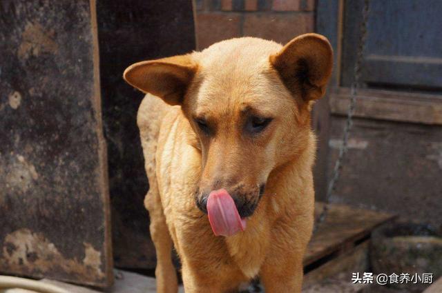 约克夏是梗类犬吗:约克夏梗犬是小型犬吗 约克夏和马尔济斯哪个更粘人？