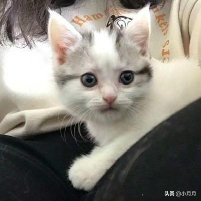 小猫的第一针疫苗什么时候打:小猫第一针疫苗最晚什么时候打 小猫出生以后都要在什么时候打哪些疫苗啊？