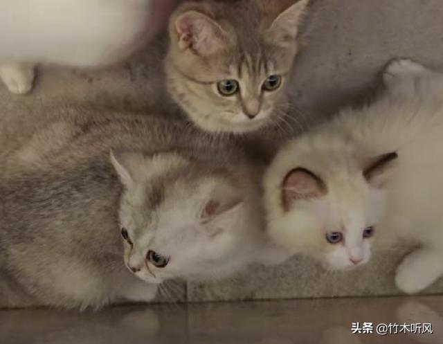 养猫还是养狗:为什么人们都喜欢狗不喜欢猫？