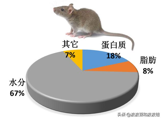 中低端猫粮排行榜:大年初三捡了只蓝白流浪猫，学生党我要买哪种猫粮？