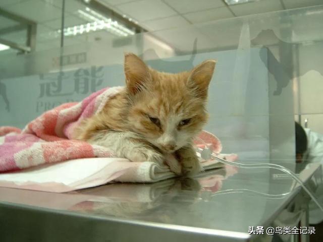 猫泛白细胞减少症病毒英文:猫得了猫瘟为什么喜欢去厕所？ 猫瘟英文简称