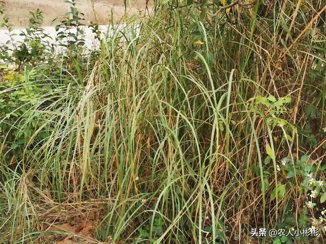小彬彬前妻:房前屋后用什么药彻底除杂草？