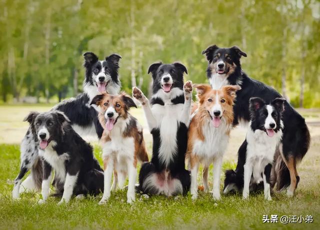 伯恩山犬 边牧:有人说边境牧羊犬不适合家养，是这样吗？