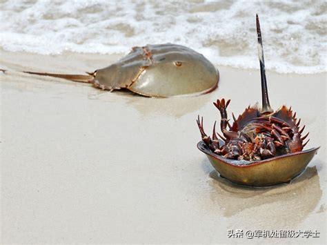 马蹄蟹:为什么马蹄蟹这个动物好多人不知道