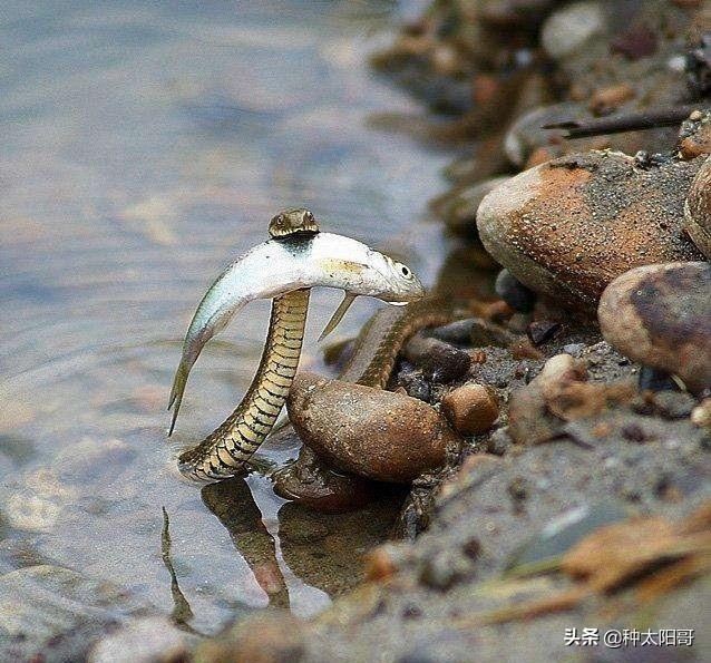 抓水蛇图片