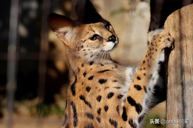 薮猫有危险吗，北京十渡发现“小豹子”，它有多危险？