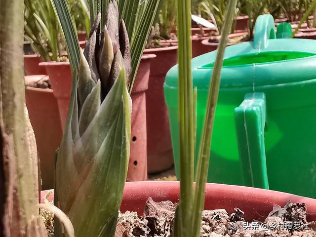 头条问答 硫酸钾肥料可以直接冲施吗 几天开始发挥作用 13个回答