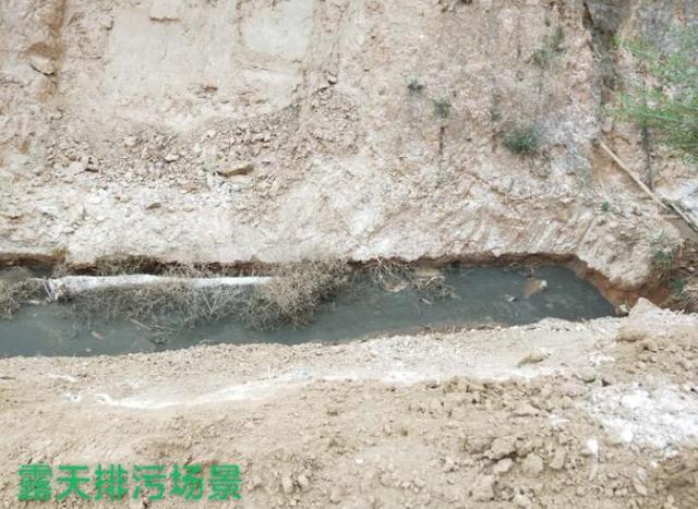 山西购买藏獒事件:这些年被不良繁殖人玩坏的狗有哪些？