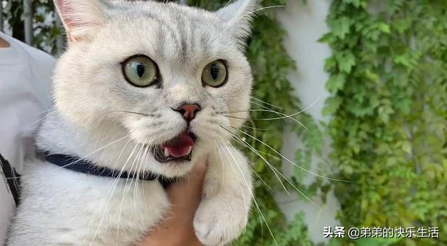 猫咪掉毛,猫咪掉毛掉的厉害怎么办？