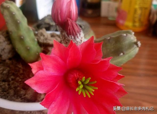 桃太郎大显神威:一人之下478话，如何看待许新董昌两人不敌忍众桃太郎三人？