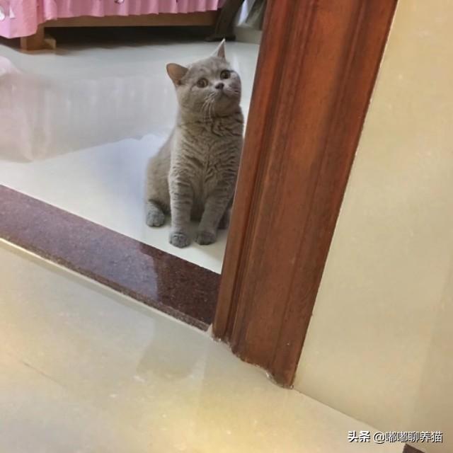 猫咪帮你踩奶是什么意思:英短猫把你当成妈妈有什么表现？