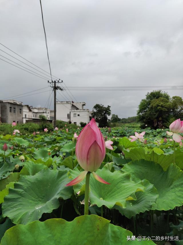 头条问答 怎样让剪下来的荷花在花瓶里快速开花 王小二的乡村生活的回答 0赞