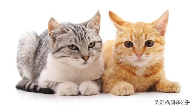 家猫多久能适应新主人:一岁半的猫咪今天刚来家里，怎么让它快速适应？ 成年猫一般多久可以适应新主人