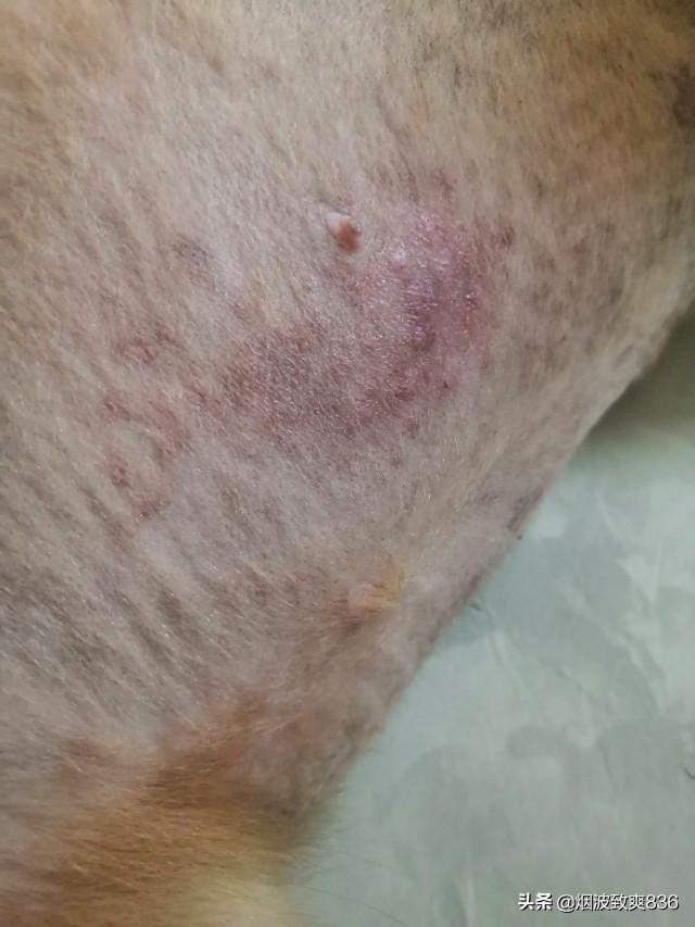 海口宠物皮肤病哪里治:狗狗皮肤真菌感染打的什么针？