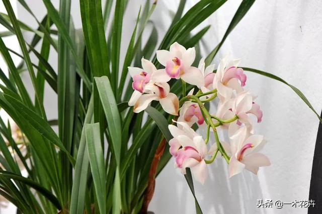 建兰:建兰和墨兰的植料有什么区别？