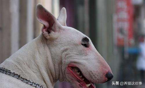 金毛幼犬的狗粮怎么选:四个月金毛吃什么狗粮比较好？