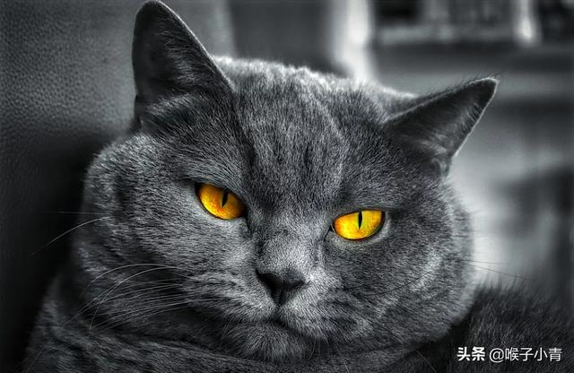 猫病:为什么我的猫在猫舍好好的一到家就得病？