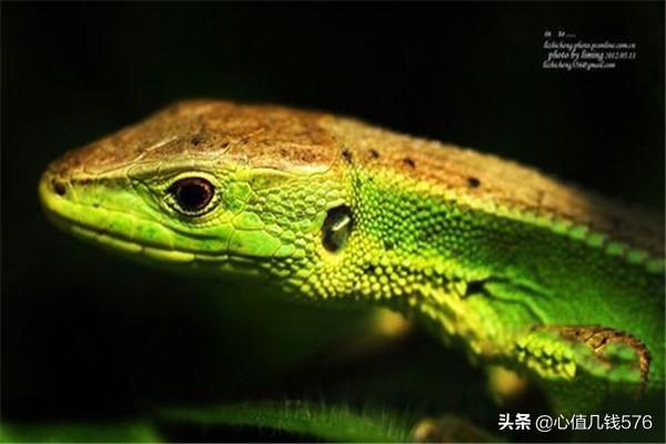 宠物蜥蜴价格及图片:4种适合新手饲养的宠物蜥蜴？