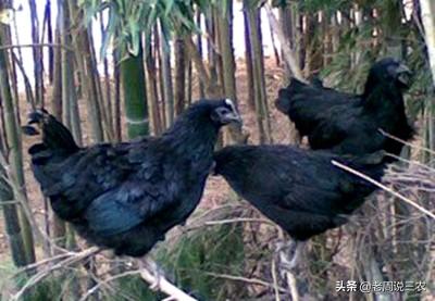 无耳兔与双耳鸡:无耳兔与双耳鸡观后感 乌骨鸡有什么经济价值？怎样才能养好乌骨鸡？