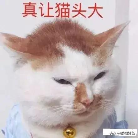 我的男友和狗:面对男友和爱犬，你们会怎么选择？