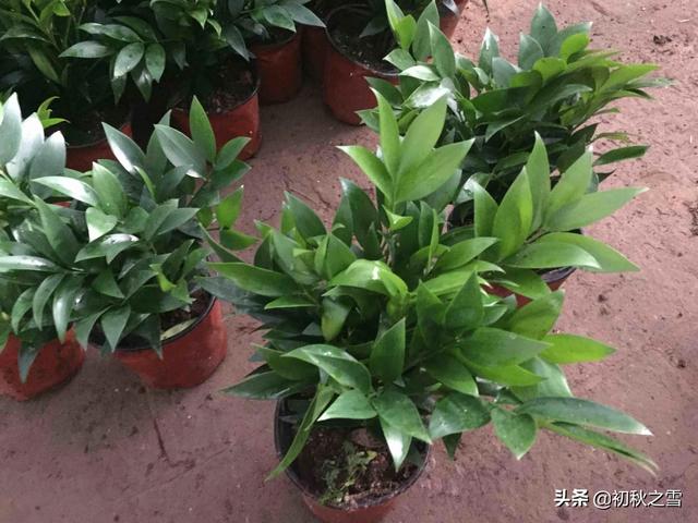 非洲茉莉的作用:什么常见的植物可吸收室内新家具异味？