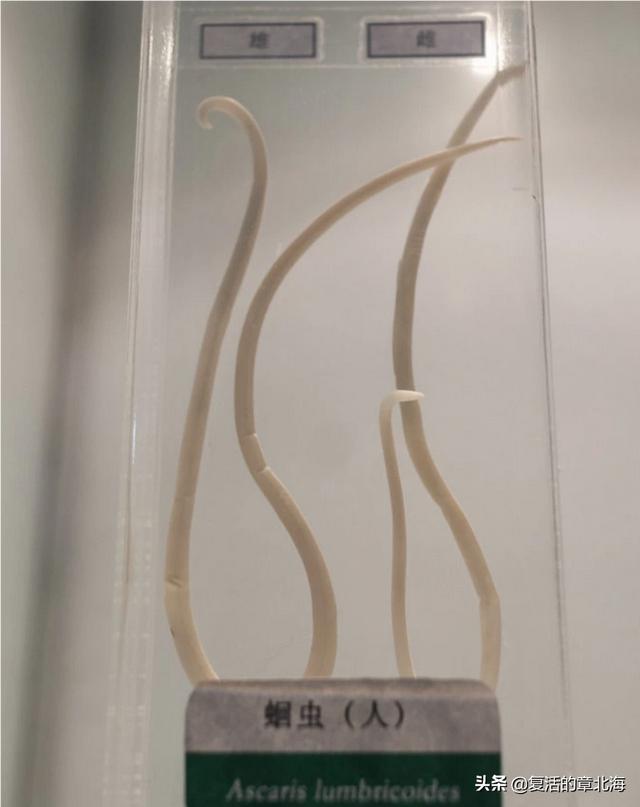 缩头鱼虱:寄生动物为什么一般具有强大的繁殖能力？