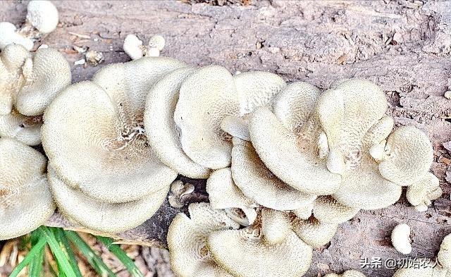 蘑菇种植简单吗，蘑菇应该怎么种种植过程中有哪些注意事项