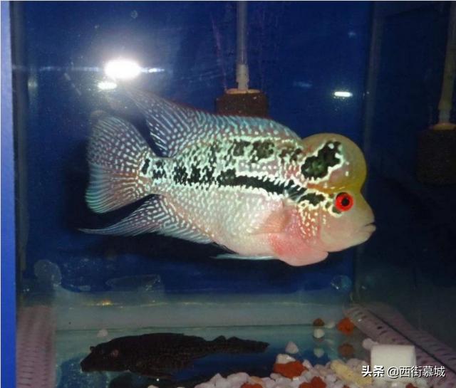 罗汉鱼腹水症状:红头孔雀鱼水肚病什么治？