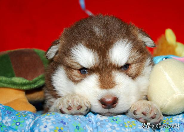 中大型犬类即将面临灭绝:狗放弃了狼的身份来到人类身边，算是成功的吗？