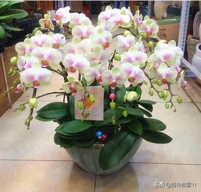 软腐病:马铃薯软腐病有什么发病特点？