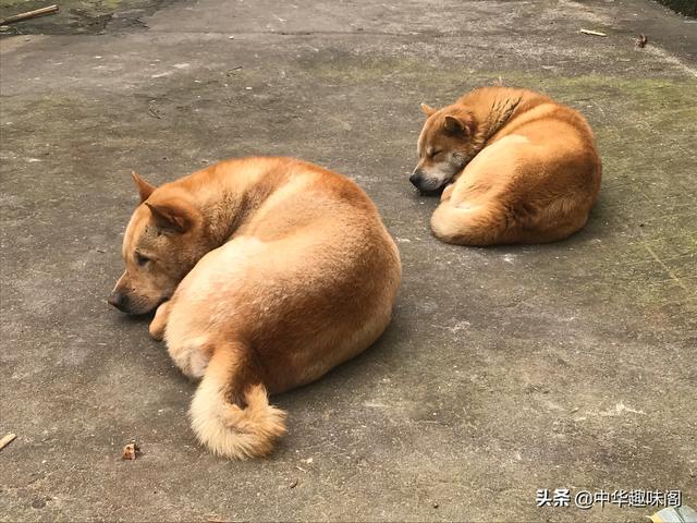 中华田园犬为什么禁养:如何看待安徽合肥拟禁养中华田园犬等将近40种犬种？