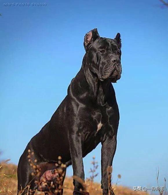 卡斯罗猛犬打架:两个卡斯罗幼犬一个二十斤一个十三斤，要不要分开喂养？