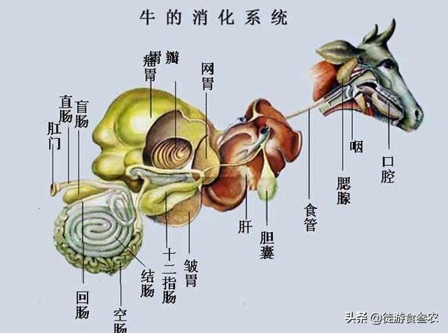 牛肚子胀住不排尿和不排便怎么办？
