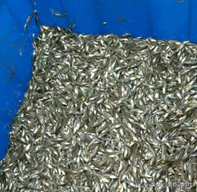 华丽巨蚊会捕食蚊子吗:当年我国引进“大肚鱼”用来灭蚊，后不小心泛滥，如今怎样了？