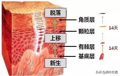 夏季皮肤问题图片:为什么一些人夏天皮肤过敏没冬天多？